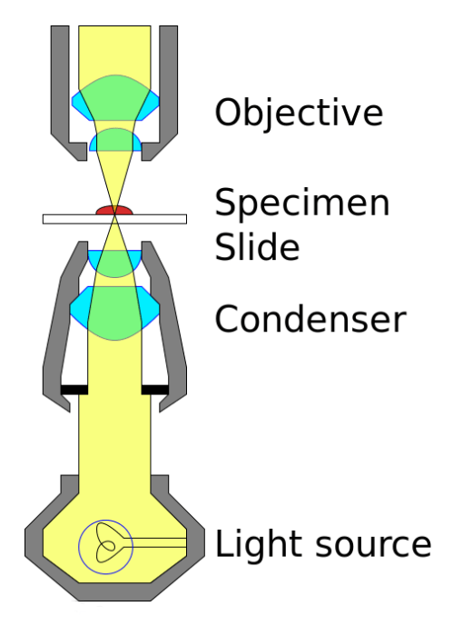 Creating Images in Compound Microscope